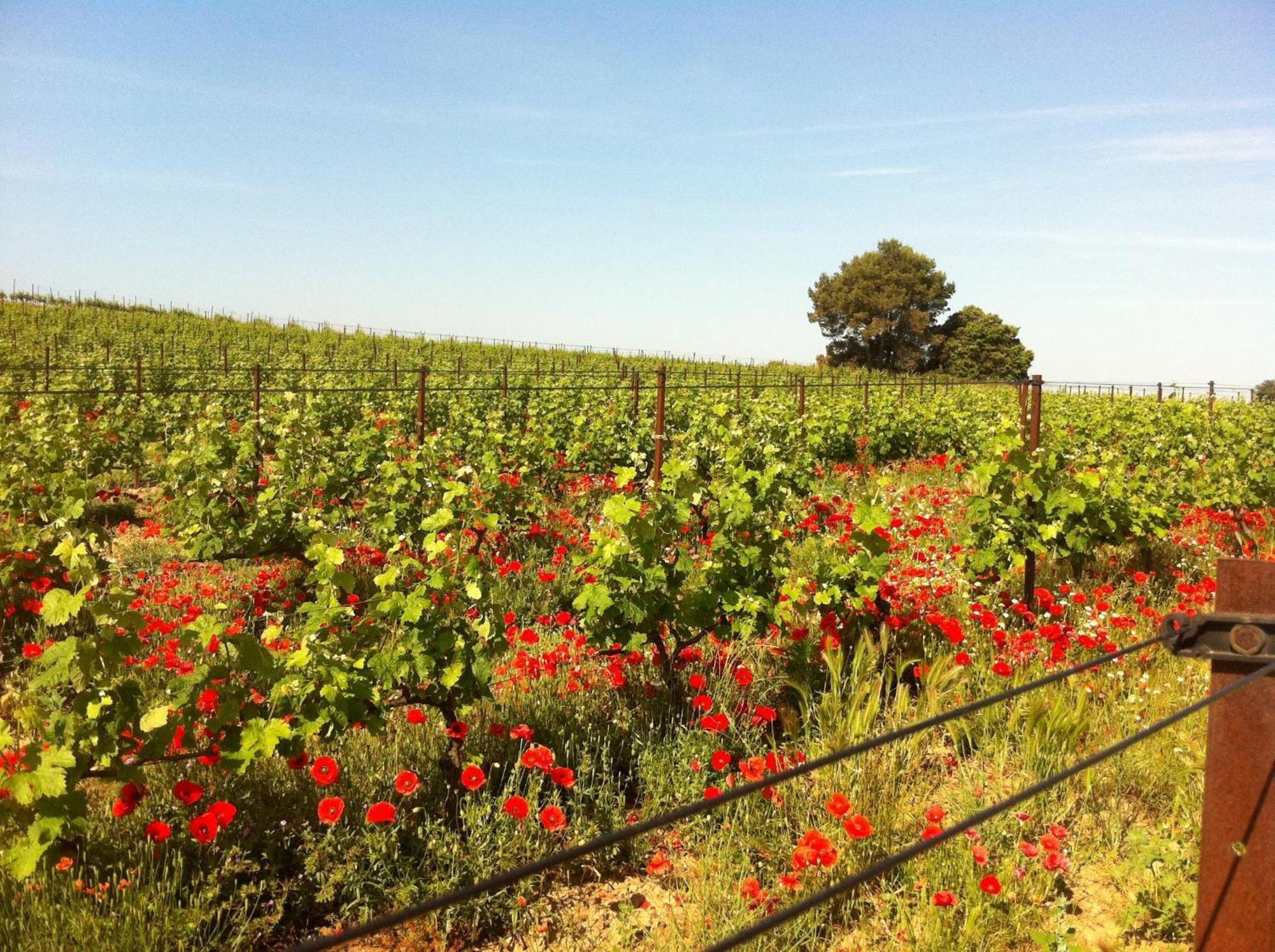 Maison De Margot Peyriac-Minervois Екстер'єр фото
